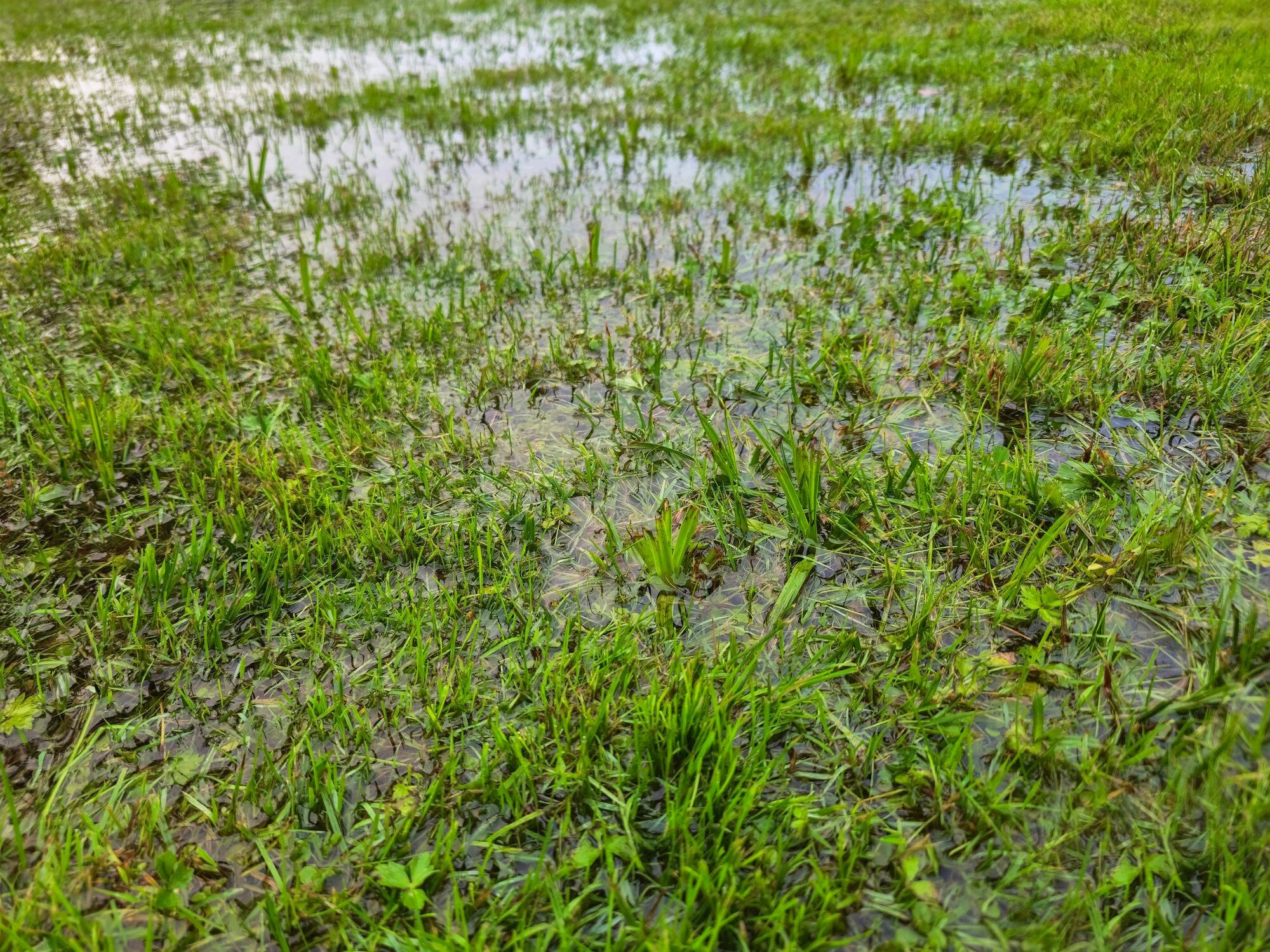 Lawn with standing water after heavy rain