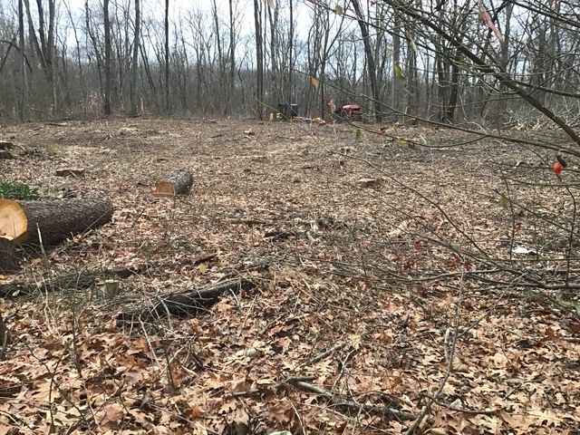 Cleared wooded lot with cut logs and stumps still in the ground